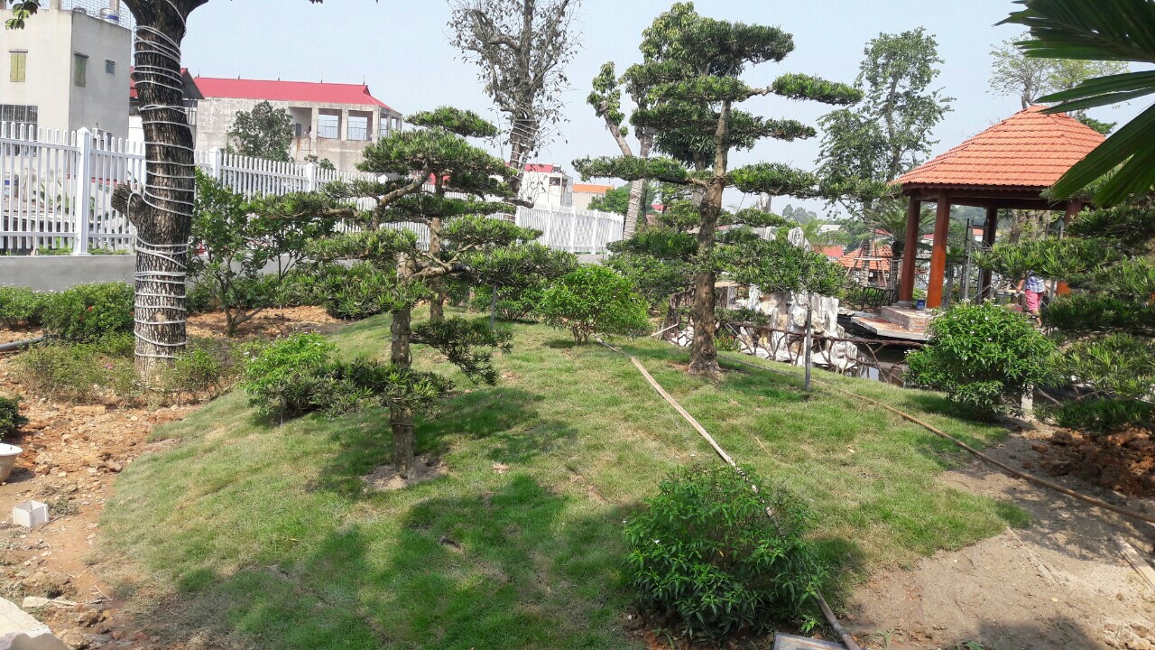 Dự án vườn cảnh quan tưới tự động Bắc Giang